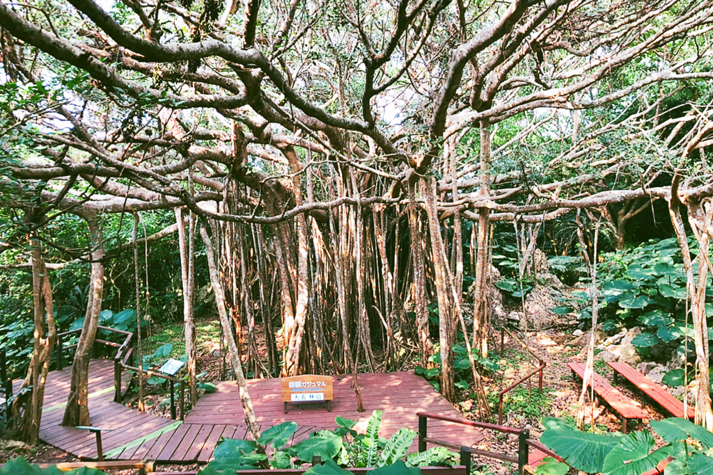 御願ガジュマル